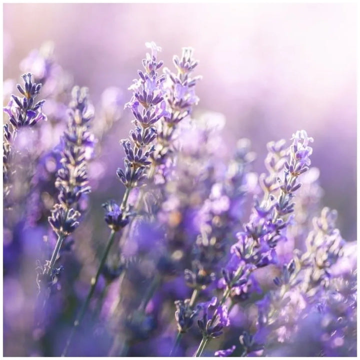 NEWSHA raminamoji-drėkinamoji kaukė plaukams, 150 ml